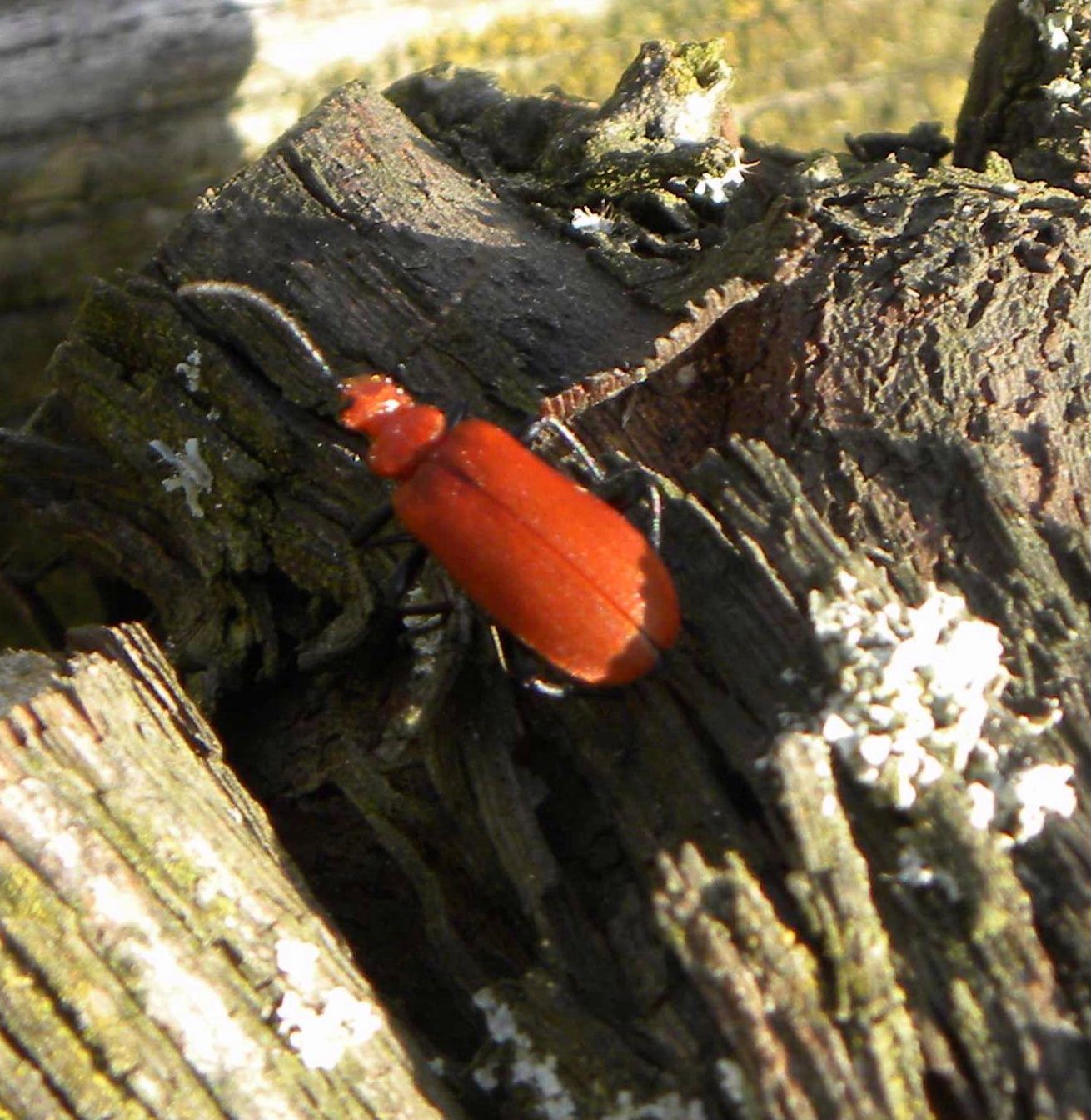 Pyrochroa serraticornis